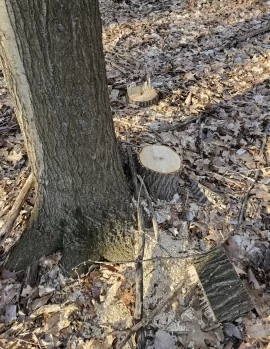 [Hearth.com] Red oak?