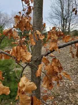 [Hearth.com] What kind of oak is still hanging on to its leaves?