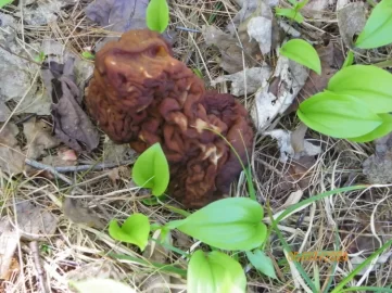 [Hearth.com] Mushroom Identification