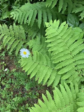 [Hearth.com] Wildflowers