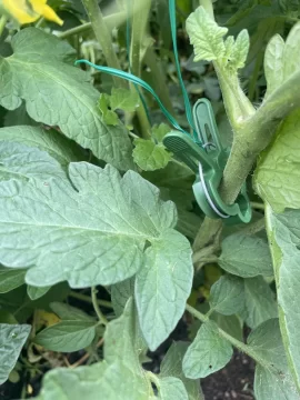 [Hearth.com] Finally - A better way to tie up tomato plants!