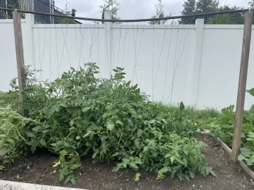 [Hearth.com] Finally - A better way to tie up tomato plants!