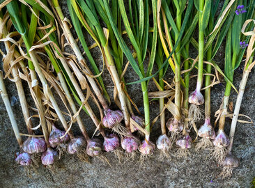 hardneck-garlic.jpg