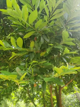 [Hearth.com] Wood ID, backyard tree.