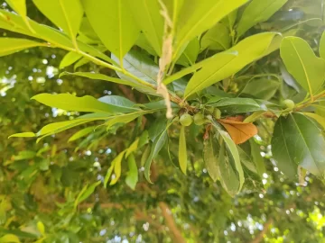 [Hearth.com] Wood ID, backyard tree.