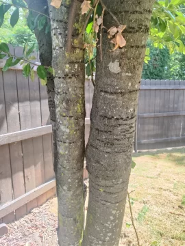 [Hearth.com] Wood ID, backyard tree.