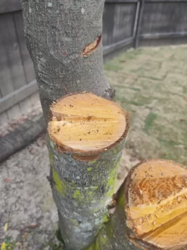 [Hearth.com] Wood ID, backyard tree.