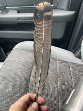 Who lost this primary feather?