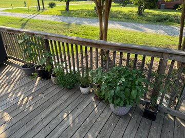 2024 Garden Thread!