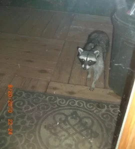 [Hearth.com] Raccoon Encounter