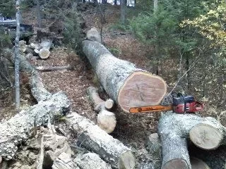 [Hearth.com] Huge oak tree fell down and brough some other hardwood down with it...