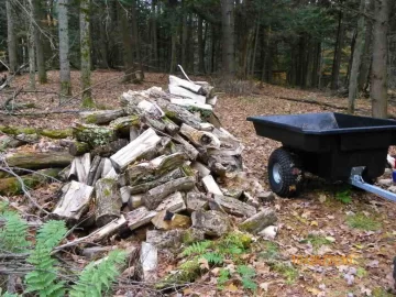 [Hearth.com] Gnarly Old Sugar Maple