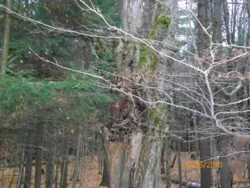 [Hearth.com] Gnarly Old Sugar Maple