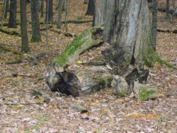 [Hearth.com] Gnarly Old Sugar Maple