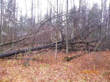 [Hearth.com] Cherry Tree Down