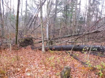 [Hearth.com] Cherry Tree Down