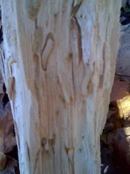 [Hearth.com] Bugs found in split wood. Can anyone I.D.?