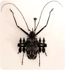 [Hearth.com] Beetle ID ....