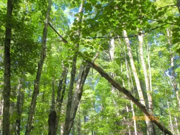 [Hearth.com] Winching this Sugar Maple Down