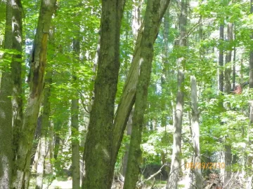 [Hearth.com] Winching this Sugar Maple Down