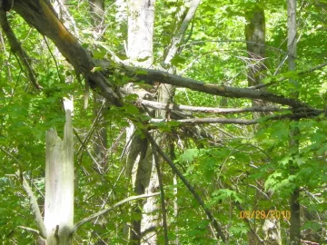 [Hearth.com] Winching this Sugar Maple Down