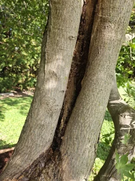 [Hearth.com] Is our 50ish year old Japanese Maple dying?