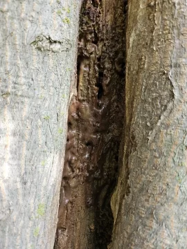 [Hearth.com] Is our 50ish year old Japanese Maple dying?