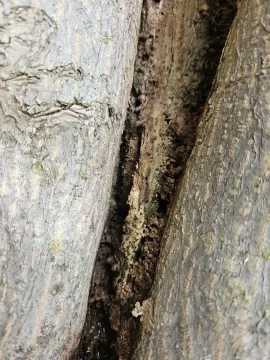 [Hearth.com] Is our 50ish year old Japanese Maple dying?