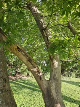 [Hearth.com] Is our 50ish year old Japanese Maple dying?