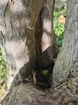 [Hearth.com] Is our 50ish year old Japanese Maple dying?