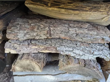 [Hearth.com] Tree I’d….Is this Ash?