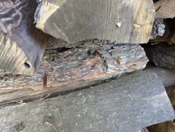 [Hearth.com] Tree I’d….Is this Ash?