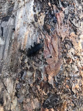 [Hearth.com] What insect is in my wood