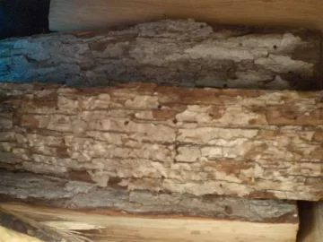 [Hearth.com] What is eating my wood?