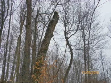 [Hearth.com] Rotten Beech Over The Trail