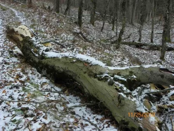 [Hearth.com] Rotten Beech Over The Trail