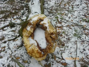 [Hearth.com] Rotten Beech Over The Trail