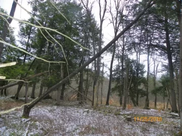 [Hearth.com] Rotten Beech Over The Trail