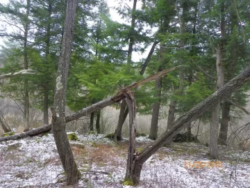 [Hearth.com] Rotten Beech Over The Trail