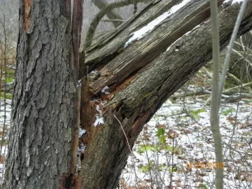 [Hearth.com] Rotten Beech Over The Trail