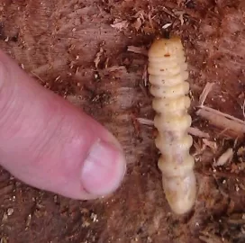 [Hearth.com] white worm in red oak tree?