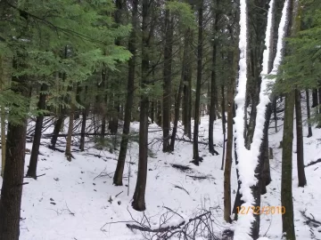 [Hearth.com] Skier76/ The Bowl in the Winter