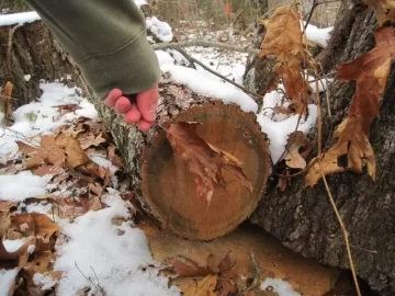 [Hearth.com] Scarlet or Black Oak maybe?  Please ID