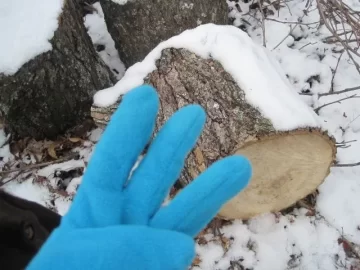 [Hearth.com] Water Oak or Black Gum/Tupelo? Please ID