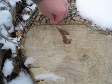 [Hearth.com] Water Oak or Black Gum/Tupelo? Please ID