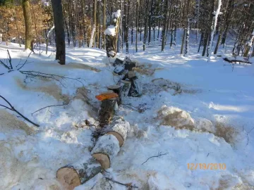 [Hearth.com] Sugar Maple Bucked Up