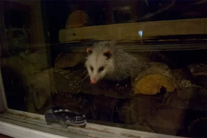 [Hearth.com] 6yr old ID's wood & Possum takes over woodpile