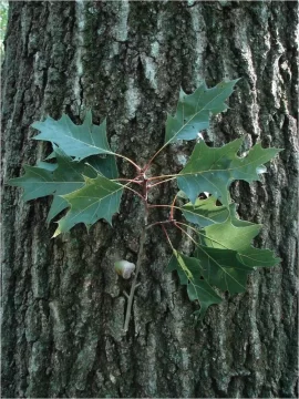 [Hearth.com] Red Oak or Black Oak?