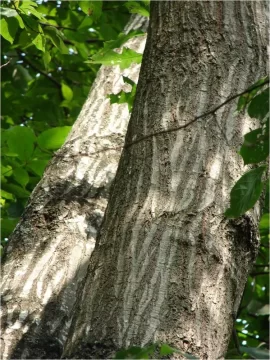 [Hearth.com] Red Oak or Black Oak?