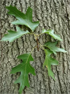 [Hearth.com] Red Oak or Black Oak?